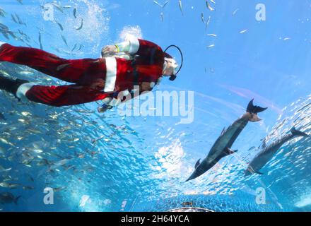 Yokohama, Giappone. 13 Nov 2021. Un subacqueo in costume di Santa nuota con pesci e delfini in un grande serbatoio di pesce per un evento di alimentazione all'acquario Hakkeijima Sea Paradise di Yokohama, nella periferia di Tokyo, sabato 13 novembre 2021. L'acquario ha iniziato uno speciale spettacolo di alimentazione per attirare i visitatori fino al giorno di Natale. Credit: Yoshio Tsunoda/AFLO/Alamy Live News Foto Stock