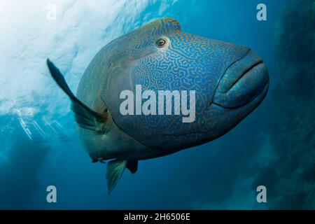 Un grande pesce di Maori Wrasse con testa a groppa blu con motivo a strisce giallastre o dorate che nuotano nell'oceano guardando e ondeggiando verso la macchina fotografica, il Grande Barr Foto Stock