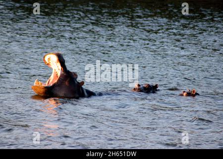 Un ippopotamo è visto prendere un'alba sul fiume Zambesi al tramonto. Gli ippopotami sono una caratteristica comune nel fiume. Zimbabwe. Foto Stock