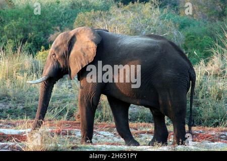 Un elefante è visto al tramonto su un'isola sul fiume Zambezi. Molti animali sono visti al tramonto sul fiume. Zimbabwe. Foto Stock