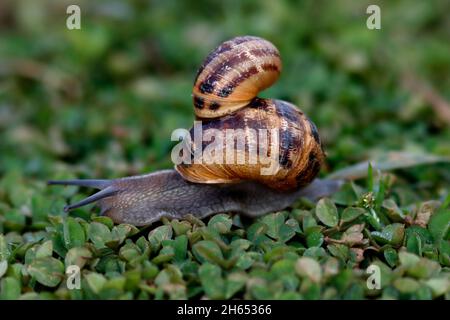 LUMACA DA GIARDINO che trasporta un'altra lumaca, Scozia, Regno Unito. Foto Stock