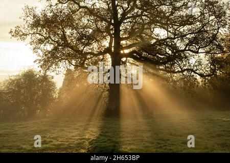 Il sole splende attraverso la nebbia intorno ad un grande albero di quercia in una mattinata d'autunno nel Sussex occidentale, Inghilterra, Regno Unito. Raggi di luce del mattino presto. Foto Stock