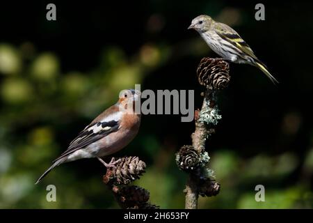 CHAFFINCH (maschio adulto) e un giovane SISKIN in un giardino di fauna selvatica, Scozia, Regno Unito. Foto Stock