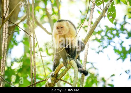 Scimmia seduta su un ramo di albero nella foresta del Costa Rica. Animali in natura. Foto Stock