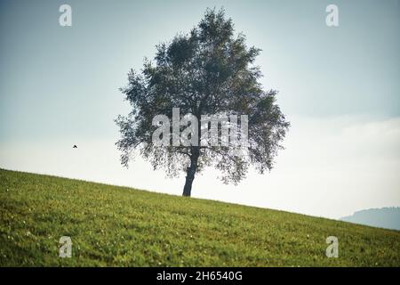 un grande albero su un campo verde su una collina Foto Stock