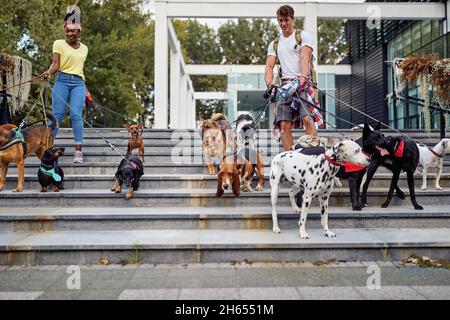 Cani per strada al guinzaglio con sorridente camminatore professionale Foto Stock