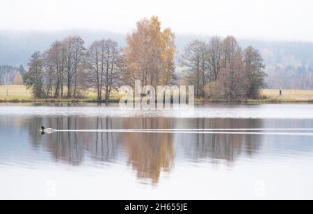 13 novembre 2021, Baviera, Weißenstadt: Passeggini a piedi lungo la riva del Weißenstädter See. Foto: Nicolas Armer/dpa Foto Stock