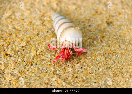 Hermit o diogenes granchio in una bella gasteropodi conchiglia come dimora con acqua. Visibilmente dal genere Coenobita Foto Stock