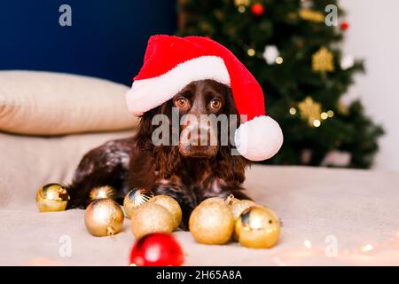 Lo spaniello russo in un cappello rosso di Babbo Natale gioca con giocattoli di Natale, palle d'oro e salti sul letto. Il cane tiene le palle d'oro in bocca. Foto Stock