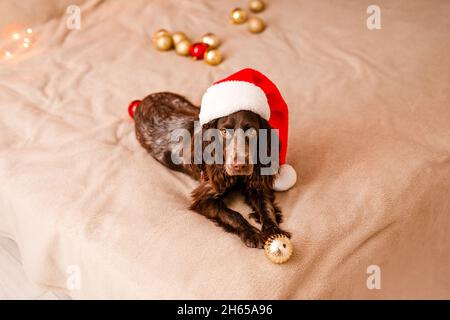 Lo spaniello russo in un cappello rosso di Babbo Natale gioca con giocattoli di Natale, palle d'oro e salti sul letto. Il cane tiene il palloncino d'oro in bocca. Foto Stock