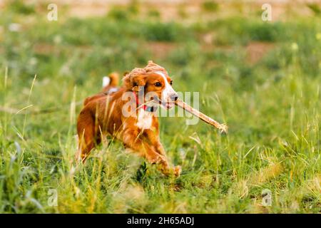 Giovane zenzero spaniel y correre in un campo verde e giocare con un bastone . Foto Stock