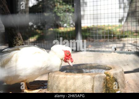 Bella vista di Muscovy anatra bere nella fattoria Foto Stock