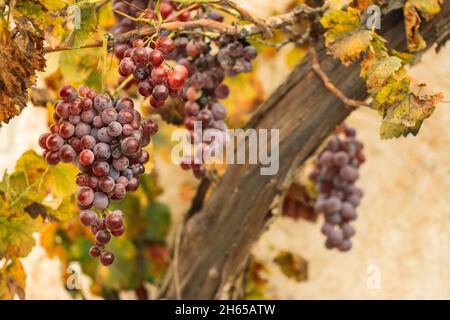 Belle uve rosse o nere mature sotto il sole autunnale con foglie gialle Foto Stock