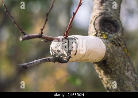 Innesto o innesto con nuovi rami, tecnica orticola con cui tessuti di piante sono Uniti in modo da continuare la loro crescita insieme, primo piano Foto Stock