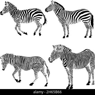 Set di zebra africana selvaggia silhouette isolata su sfondo bianco Illustrazione Vettoriale