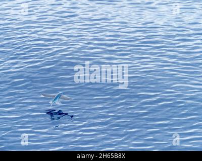 Pesce volante, nella famiglia Exocoetidae, mentre attraversa l'Oceano Atlantico sulla nave spedizione National Geographic Resolution Foto Stock