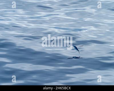 Pesce volante, nella famiglia Exocoetidae, mentre attraversa l'Oceano Atlantico sulla nave spedizione National Geographic Resolution Foto Stock