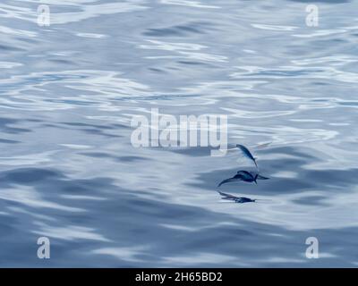 Pesce volante, nella famiglia Exocoetidae, mentre attraversa l'Oceano Atlantico sulla nave spedizione National Geographic Resolution Foto Stock
