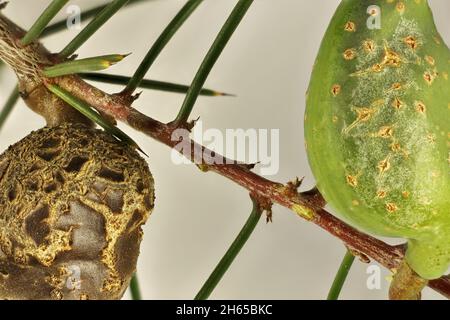 Super macro vista di frutta vecchia e nuova Needlebush (Hakea sericea), Australia Meridionale Foto Stock