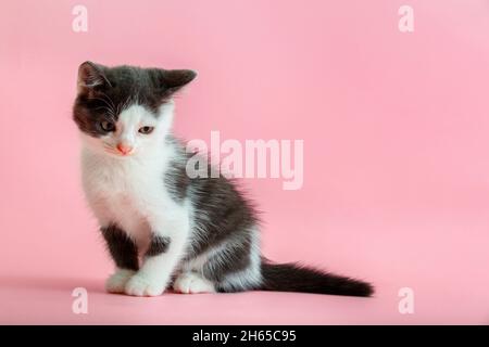 Piccolo gattino bianco e nero su sfondo rosa con spazio per la copia. Gatto macchiato isolato su sfondo colorato con spazio di copia. Capretto animale timido con la testa Foto Stock