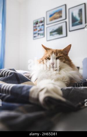 Gatto nero-arancione rilassante sul letto con pittori incorniciati sullo sfondo. Foto Stock