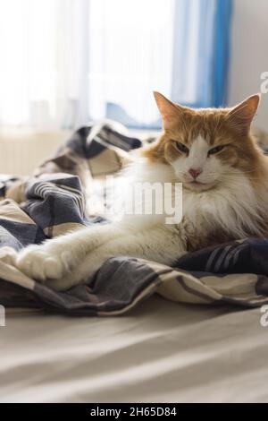 Gatto nero-arancione rilassante a letto. Foto Stock