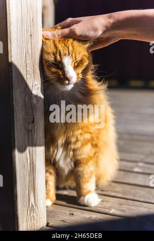 Accarezzare un gatto arancione seduto su tavole di legno all'esterno. Foto Stock