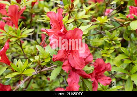 Rhododendron fiore in Anglesey Galles Giugno 2021 Foto Stock