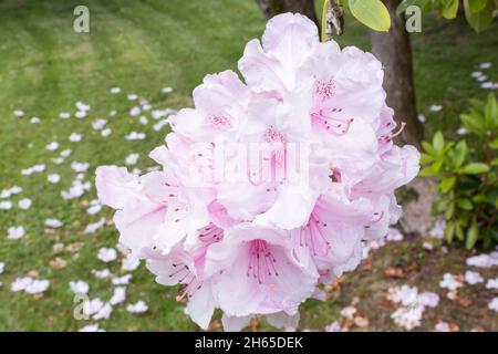 Rhododendron fiore in Anglesey Galles Giugno 2021 Foto Stock