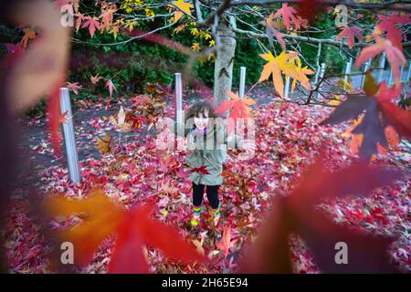 Nella foto è raffigurata la gioia di Lillian di quattro anni che gioca tra le foglie rosse d'autunno che sono caduti da un albero come il Regno Unito gode di un fine settimana asciutto. Foto Stock