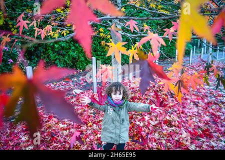 Nella foto è raffigurata la gioia di Lillian di quattro anni che gioca tra le foglie rosse d'autunno che sono caduti da un albero come il Regno Unito gode di un fine settimana asciutto. Foto Stock