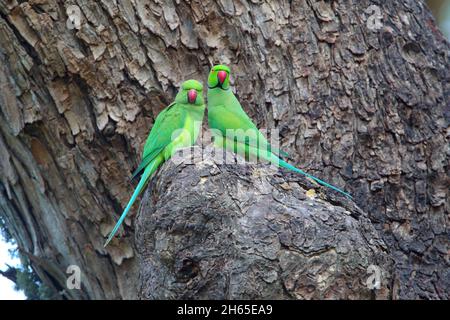 Un paio di Parakeets ad anello rosa o Parakeets ad anello (Psittacula krameri) in un albero dello Sri Lanka Foto Stock