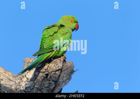 Parakeet (Psittacula krameri), una donna adulta con anelli di rosa o un Parakeet con colletto ad anello nello Sri Lanka Foto Stock