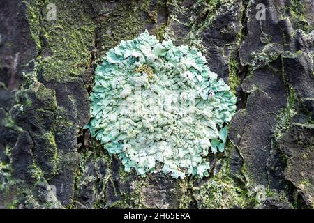 Lichen Parmeliá sulcata su corteccia di pino nella foresta, primo piano Foto Stock