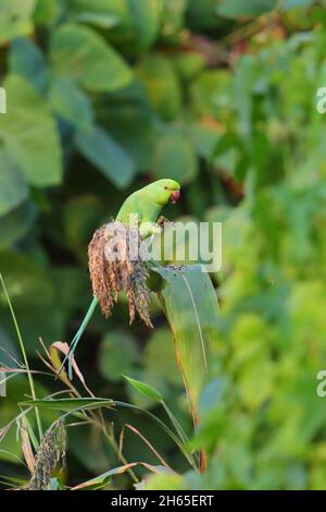 Una femmina adulta di Parakeet rosa o di Parakeet ad anello (Psittacula krameri) che si nutrono di una pianta in Gambia, Africa Occidentale Foto Stock