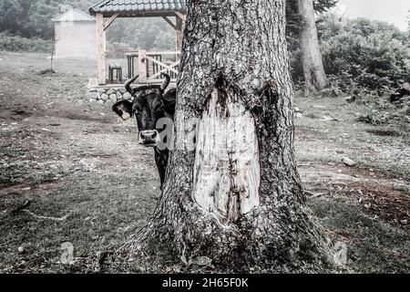 Mucca che si nasconde dietro l'albero in una foresta di nebbia Foto Stock