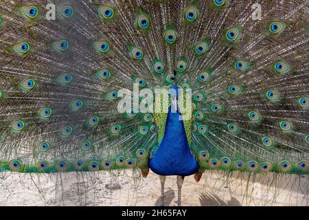 Pavone blu colorato indiano con coda aperta. Primo piano. Foto Stock