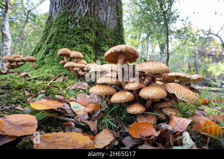 Un gruppo di funghi 'scaggy scaleycap' nell'Inghilterra meridionale Foto Stock