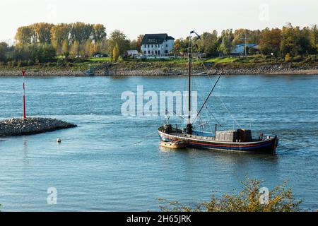 Germania, Monheim am Rhein, Reno, Bergisches Land, Niederbergisches Land, Niederberg, Renania settentrionale-Vestfalia, NRW, paesaggio del Reno, Lingua di terra, barca da pesca Aalschokker per la pesca dell'anguilla nel Reno alla riva di Monheim, dietro la riva del Reno di Dormagen con il paese inn Piwipp Foto Stock