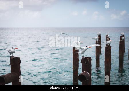 Royal Terns (Thalasseus maximus) arroccato su un vecchio molo rotto Foto Stock