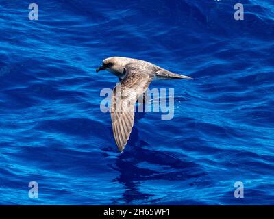 Atlantic Petrel, Pterodroma incerta, una spiaggia al largo della costa del Brasile nell'Oceano Atlantico Foto Stock