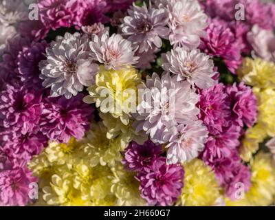 Colorato bouquet di fiori di crisantemo come sfondo. Foto Stock