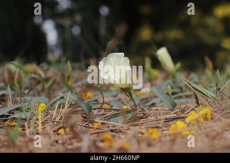 Germogli e fiori bianchi fiorenti di campo bindweed o Convolvulus arvensis. Un prato comune e il paesaggio erbaccia con bei fiori bianchi Foto Stock