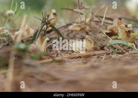 Semi di piante infestate o di Convolvulus arvensis. Un prato comune e il paesaggio erbaccia con bei fiori bianchi Foto Stock