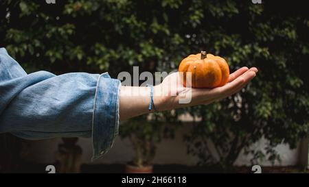 Sfondo della mano che tiene min-zucca sulle foglie autunnali Foto Stock