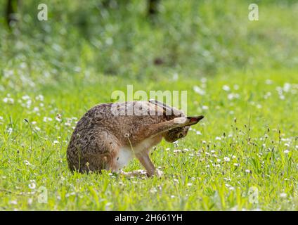 Una Lepre marrone grattando con cura all'interno delle lunghe orecchie con la zampa mentre si siede in un prato di fiori selvatici. Suffolk, Regno Unito Foto Stock