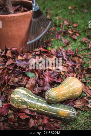 Sfondo di foglie di caduta e zucca zapallo zucca gourds Foto Stock