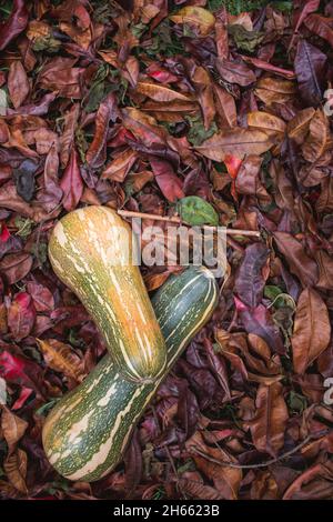 Sfondo di foglie di caduta e zucca zapallo zucca gourds Foto Stock