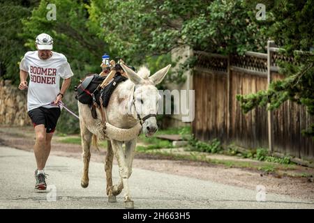 Runner e pack burro (asino), Idaho Springs Tommyknockers Mining Days Festival e pacco gara di burro, Idaho Springs, Colorado, STATI UNITI D'AMERICA Foto Stock