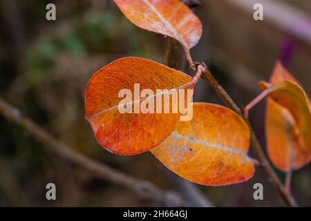 Foglie rosse, foglie rosse autunnali su sfondo naturale sfocato. Messa a fuoco selettiva. Foto Stock